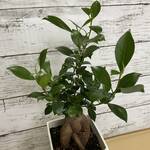 Thumbnail of post image 146