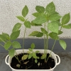 Thumbnail of related posts 158
