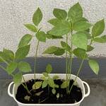 Thumbnail of post image 025