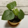 Thumbnail of related posts 103