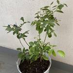 Thumbnail of post image 006