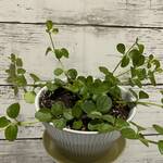 Thumbnail of post image 071