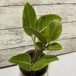 Thumbnail of post image 032