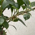 Thumbnail of post image 132
